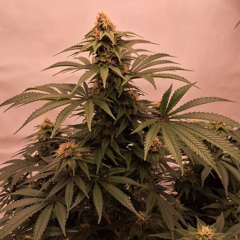 Henrietta growlog timeline photo