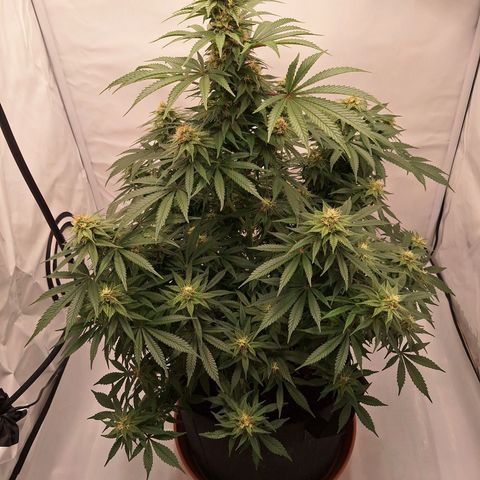Henrietta growlog timeline photo