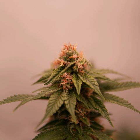 Henrietta growlog timeline photo