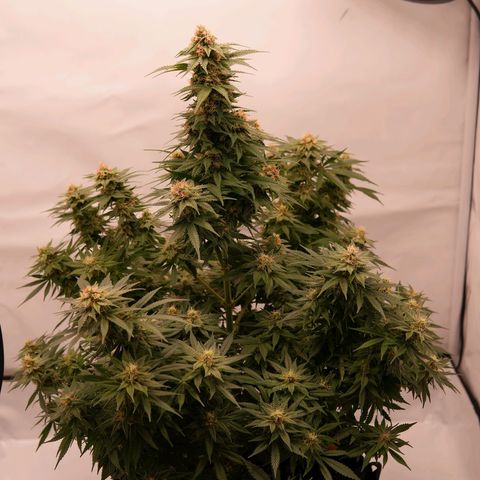 Henrietta growlog timeline photo