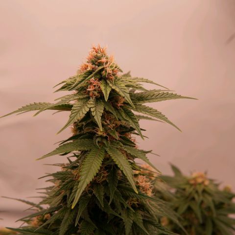 Henrietta growlog timeline photo