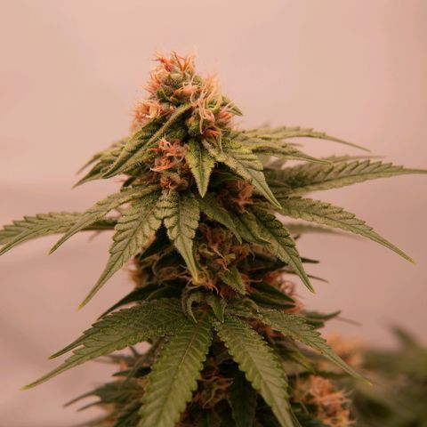 Henrietta growlog timeline photo