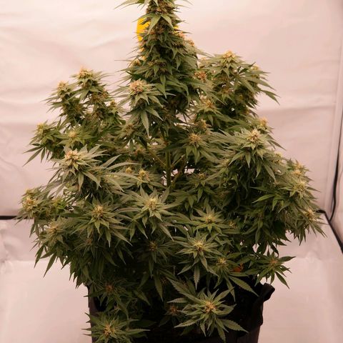 Henrietta growlog timeline photo