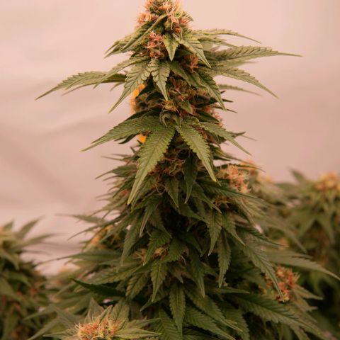 Henrietta growlog timeline photo