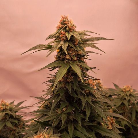 Henrietta growlog timeline photo