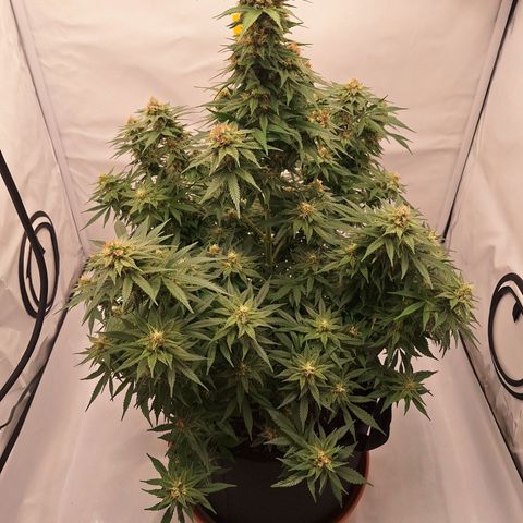Henrietta growlog timeline photo