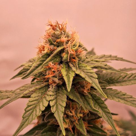 Henrietta growlog timeline photo