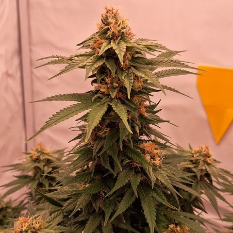 Henrietta growlog timeline photo