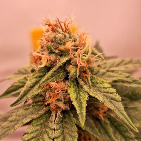 Henrietta growlog timeline photo