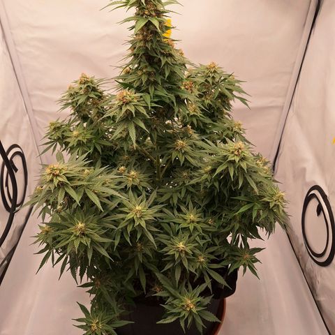 Henrietta growlog timeline photo