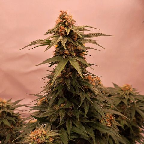 Henrietta growlog timeline photo