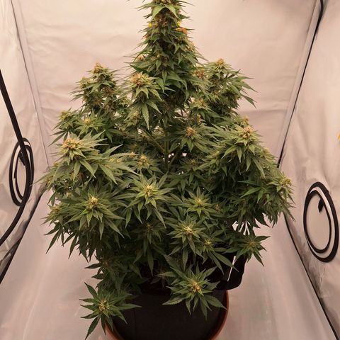 Henrietta growlog timeline photo
