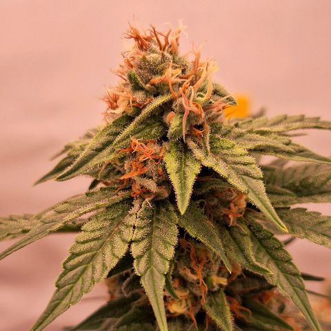 Henrietta growlog timeline photo