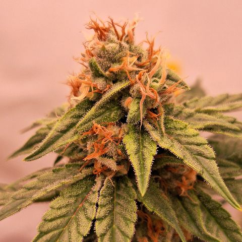 Henrietta growlog timeline photo