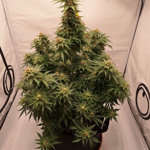 Henrietta growlog timeline photo