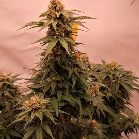 Henrietta growlog timeline photo