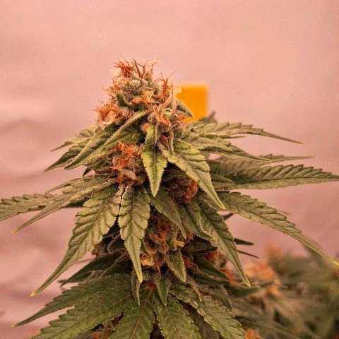 Henrietta growlog timeline photo