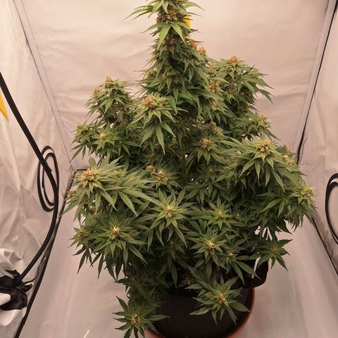 Henrietta growlog timeline photo