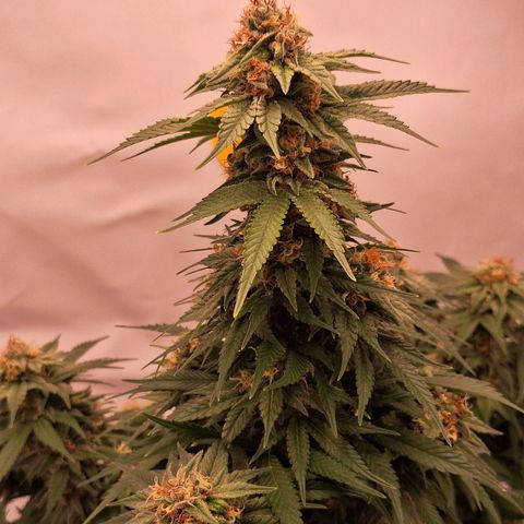 Henrietta growlog timeline photo