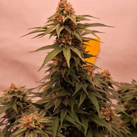 Henrietta growlog timeline photo