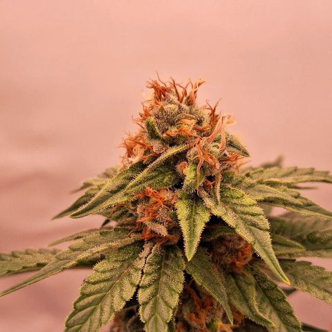 Henrietta growlog timeline photo