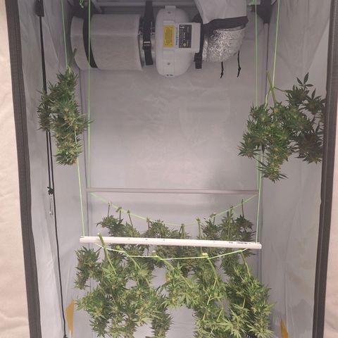 Henrietta growlog timeline photo