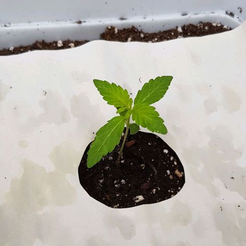 Skunk #1 1.0 #1 growlog timeline photo