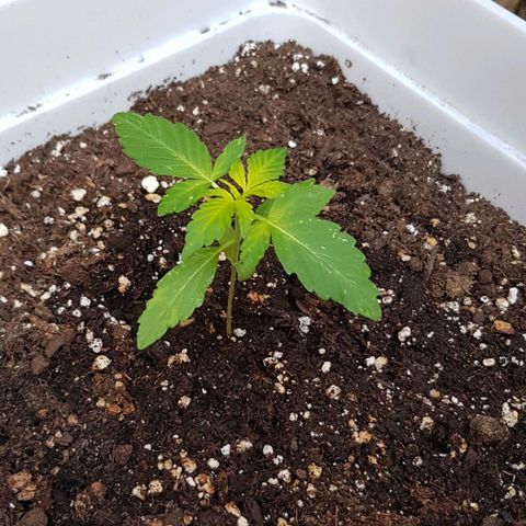 Skunk #1 1.0 #1 growlog timeline photo