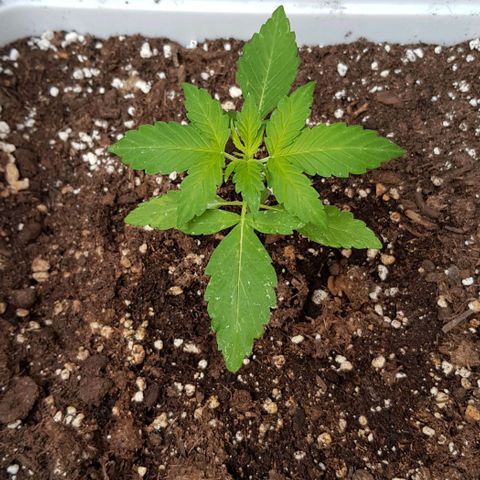 Skunk #1 1.0 #1 growlog timeline photo