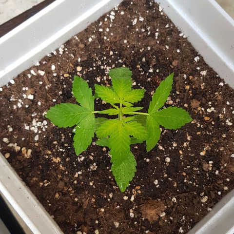 Skunk #1 1.0 #1 growlog timeline photo