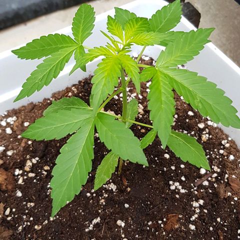 Skunk #1 1.0 #1 growlog timeline photo