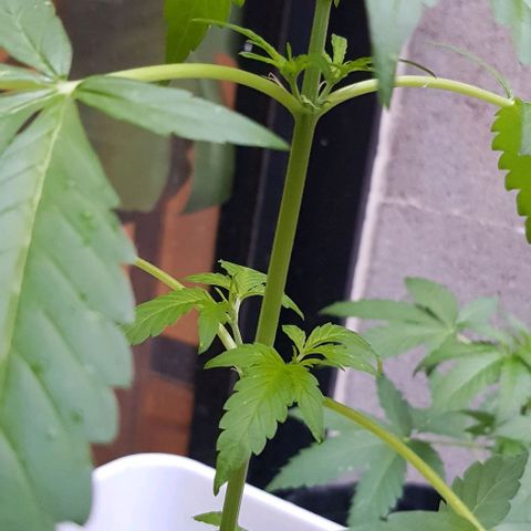 Skunk #1 1.0 #1 growlog timeline photo