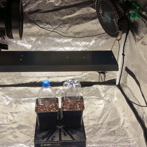 Amnesia Lemon  growlog timeline photo
