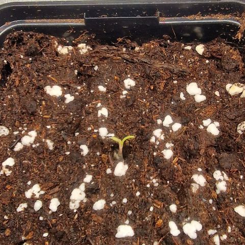 Amnesia Lemon  growlog timeline photo