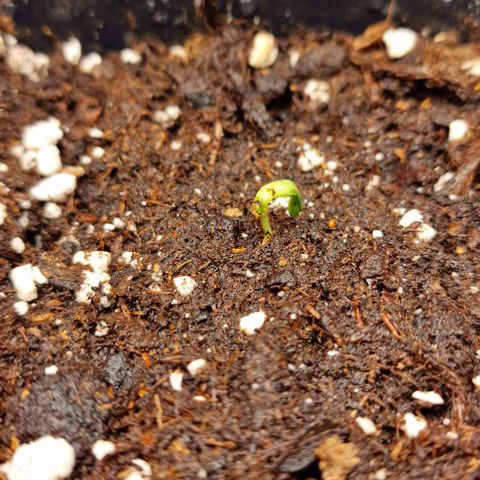 Amnesia Lemon  growlog timeline photo