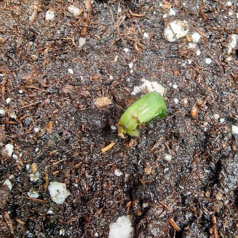 Amnesia Lemon  growlog timeline photo