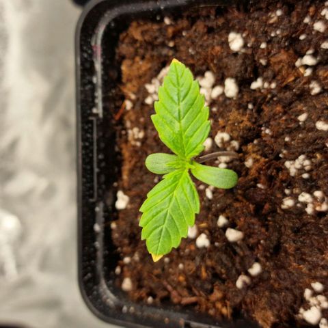 Amnesia Lemon  growlog timeline photo