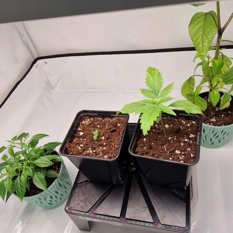 Amnesia Lemon  growlog timeline photo