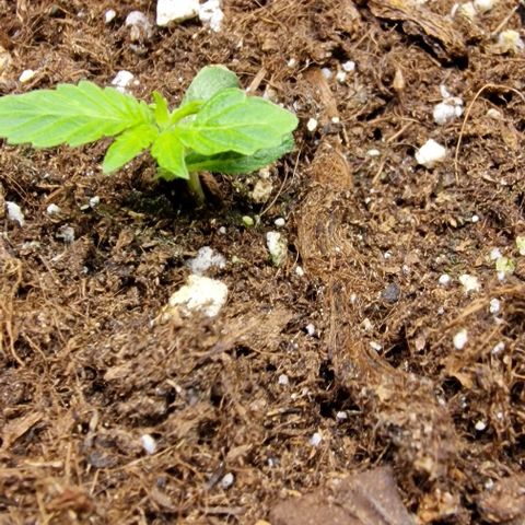 Amnesia Lemon  growlog timeline photo