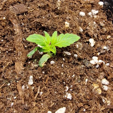 Amnesia Lemon  growlog timeline photo