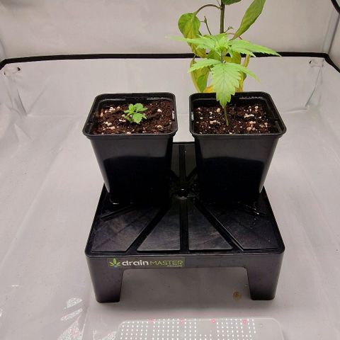 Amnesia Lemon  growlog timeline photo