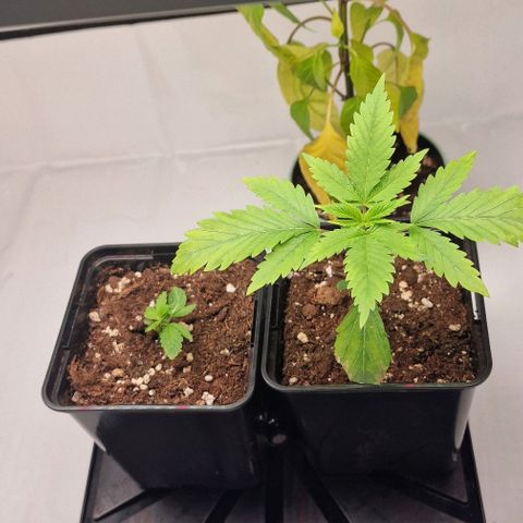 Amnesia Lemon  growlog timeline photo
