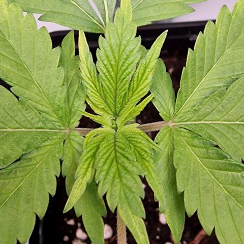 Amnesia Lemon  growlog timeline photo