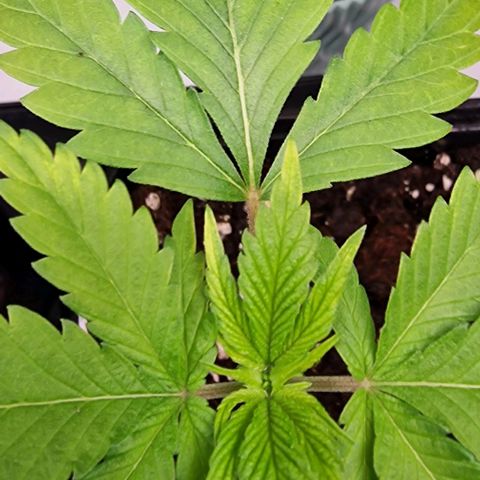 Amnesia Lemon  growlog timeline photo