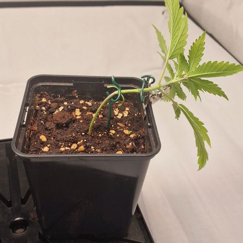 Amnesia Lemon  growlog timeline photo