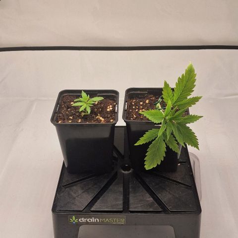 Amnesia Lemon  growlog timeline photo