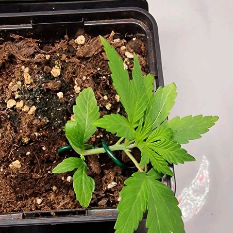 Amnesia Lemon  growlog timeline photo