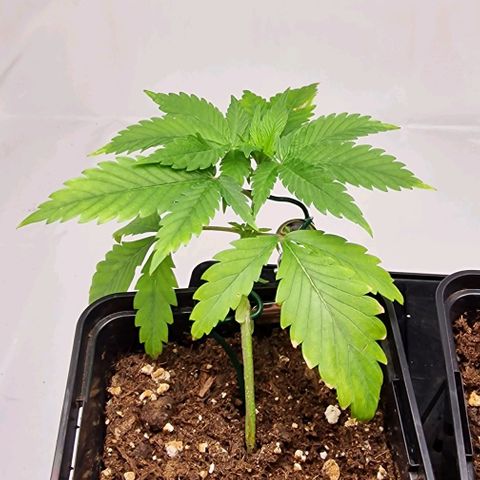 Amnesia Lemon  growlog timeline photo