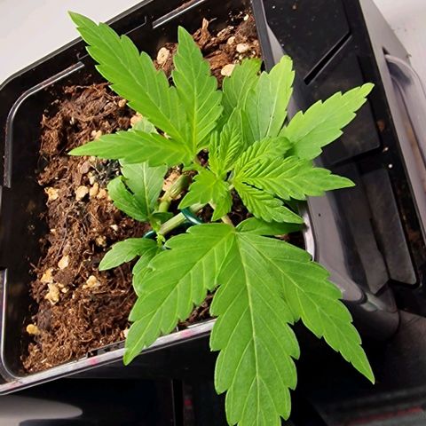 Amnesia Lemon  growlog timeline photo