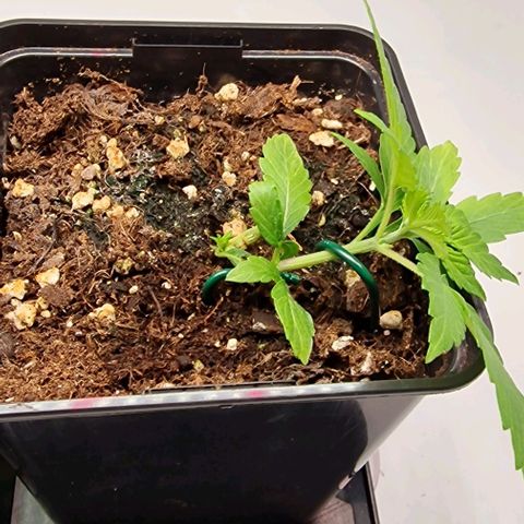 Amnesia Lemon  growlog timeline photo